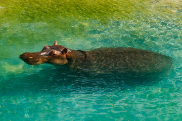 Large hippopotamus is swimming in the pond