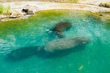 The family of hippopotamus is swimming in the pond