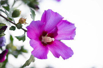 Fototapeta na wymiar beautiful pink and purple flower close up in foliage