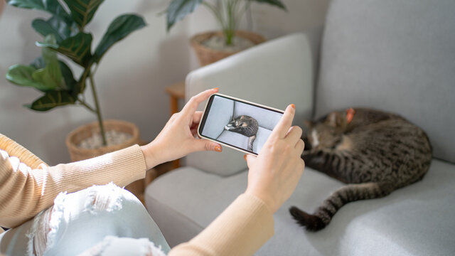 Cat lover female hands taking photo her lovely cat at home friendship Animal lover  lifestyle concept
