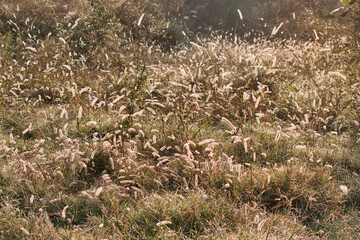 “In every change, in every falling leaf there is some pain, some beauty. And that's the way new leaves grow.”