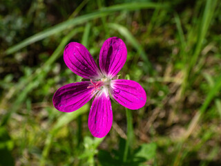 Macro shot of bright pink bloom of Marsh cranesbill (Geranium palustre) with blurred green background