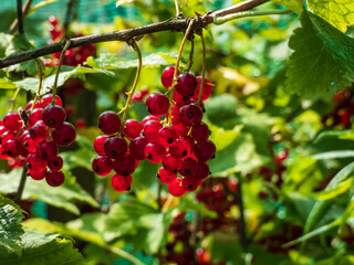 Perfect ripe redcurrants (ribes rubrum) on the branch between green leaves on the bright sunny day with green background