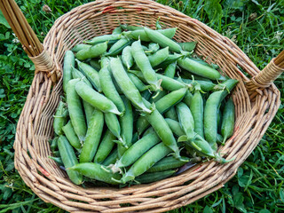 Wooden basket full of green pea pods on ground among grass. Summer vegetables