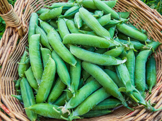 Wooden basket full of green pea pods on ground among grass. Summer vegetables