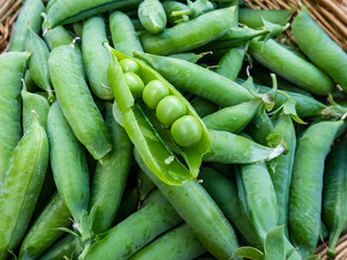 Macro of single open green pea pod among closed pea pods in wooden basket in bright sunlight.