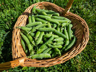 Wooden basket full of green pea pods on ground among grass. Summer vegetables