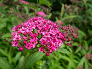 Closeup shot of ornamental shrub Spiraea japonica 'Flaming Mound' with small flat-topped clusters of pink flowers in summer