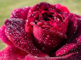 Close up of water droplets on beautiful deep burgundy rose in the morning with bright sunlight