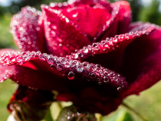 Close up of water droplets on beautiful deep burgundy rose in the morning with bright sunlight