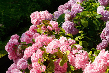 Blooming hortensia bushes with beautiful flowers, growing on a pond shore, with water on...