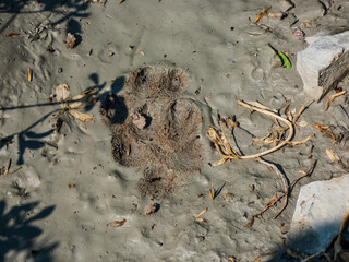 Close up of footprints of fox (Vulpes vulpes) in dried mud on the ground