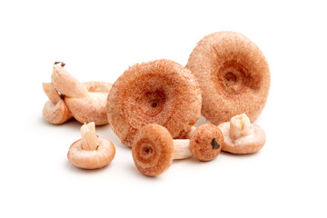 Mushrooms for pickling. Waves mushrooms on a white background. Edible mushrooms. Isolate.