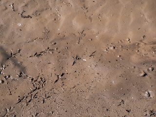 Close up shot of footprints of small bird after walking in wet, brown, clay mud