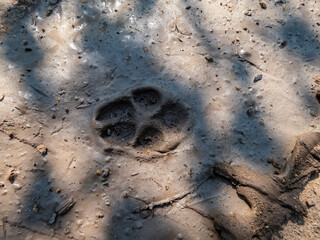 Close up of footprints of fox (Vulpes vulpes) in dried mud on the ground