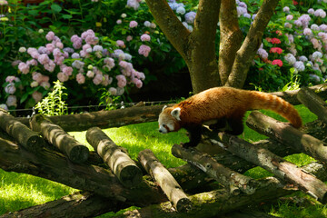 Cute red panda walking on logs at summer