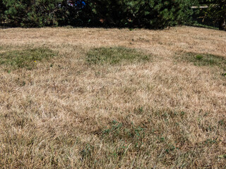 Yellow, completely dried out grass and lawn exposed to full sun, hot weather and lack of rain after...