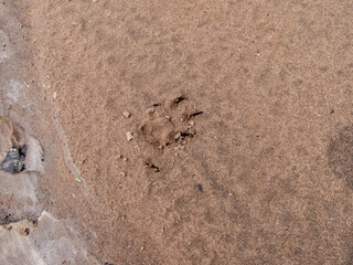 Single, perfect footprint of fox (Vulpes vulpes) in dried mud on the ground. Texture of fur and...
