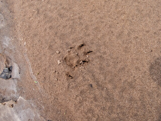 Single, perfect footprint of fox (Vulpes vulpes) in dried mud on the ground. Texture of fur and paws visible in gray mud clay