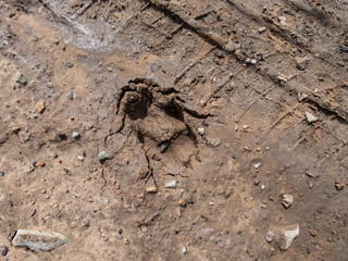 Single, perfect footprint of fox (Vulpes vulpes) in dried mud on the ground. Texture of fur and paws visible in gray mud clay