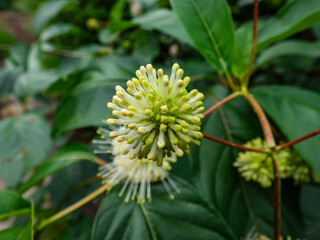 Flowering plant buttonbush, button-willow or honey-bells (Cephalanthus occidentalis) blooming in summer. Macro shot of flower bud