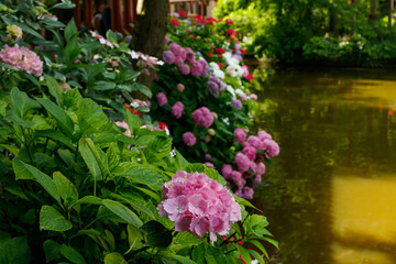 Fototapeta na wymiar Blooming hortensia bushes with beautiful flowers, growing on a pond shore, with water on background. Hydrangea macrophilla.