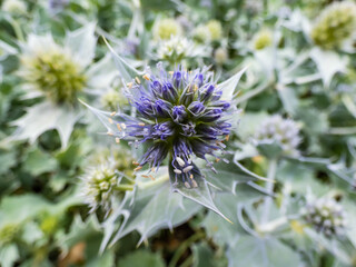 Macro shot of blue flower heads with collars of spiky bracts of Sea holly or seaside eryngo (Eryngium maritimum) - dune plant with rosettes of waxy, spiny, blue-gray leaves