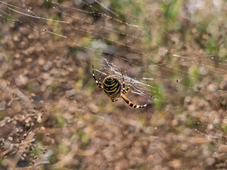 Macro shot of adult, female wasp spider (Argiope bruennichi) showing striking yellow and black markings on its abdomen hanging on spiral orb web