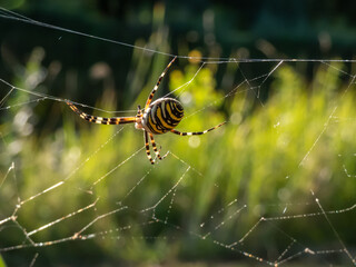 Macro shot of adult, female wasp spider (Argiope bruennichi) showing striking yellow and black markings on its abdomen hanging on spiral orb web