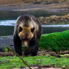 Grizzly digging for clams on a grassy sandbar in the Kutzmeyteen inlet in British Columbia.