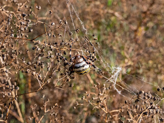 Macro shot of adult, female wasp spider (Argiope bruennichi) showing striking yellow and black markings on its abdomen hanging on spiral orb web