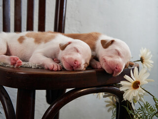 Newborn puppies in the decor. dog Spanish greyhound.