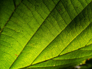 Fototapeta na wymiar Macro shot of texture of a green leaf in bright backlight showing cells, veins and pattern of leaf surface. Nature background