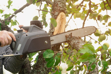 Gardener saws off a branch of an apple tree using an electric saw