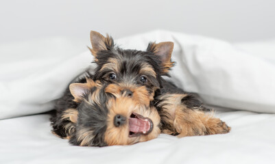 Two cute Yorkshire terrier puppies lying together under a white blanket on a bed at home