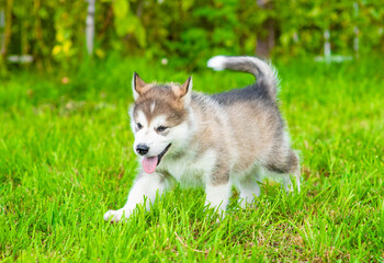 Alaskan malamute puppy runs on green summer grass