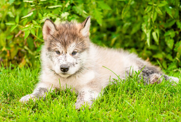 Obraz premium Dirty Alaskan malamute puppy lyinh on green summer grass