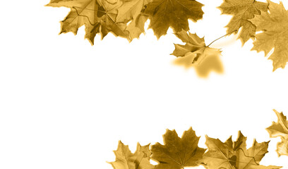 Fall leaves for an autumn background