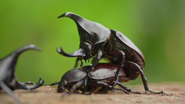Beetle mating takes place in September and October every year in Thailand. And there may always be a fight between male beetles for females.