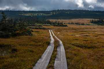 八幡平の木道と湿原