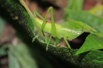 green grasshopper phaneroptera falcata photo