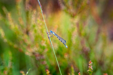 first light, Pietzmoor, Sneverdingen