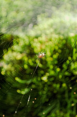 spider on web