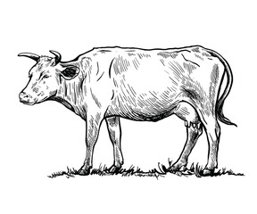 Black and white drawing of a cow - 457326156