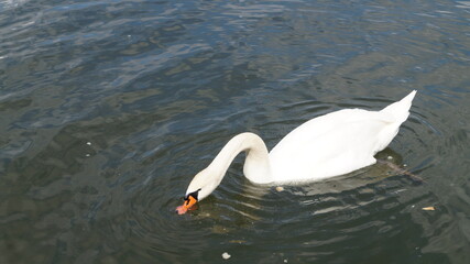swan on the lake
