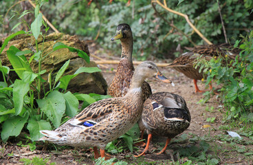 male and female runner ducks