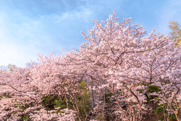 千里北公園の桜　　【桜　風景】