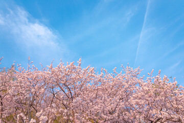 美しい満開の桜と青空