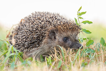 hedgehog on the grass