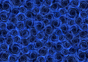 たくさん敷き詰めた、青い薔薇の絨毯